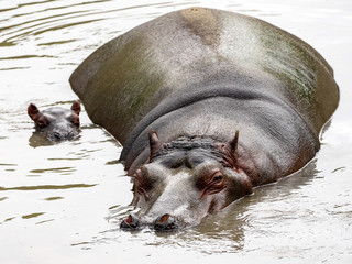 Female Hippopotamus, Hippopotamus amphibius, lying in water with a newborn cub