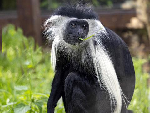 The Tanzanian Black-and-White Colobus, Colobus angolensis, has a beautiful white mantle, for which it was often hunted