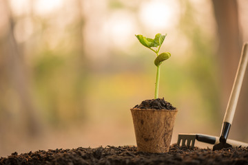 shovel and pot with sapling for planting in home garden, gardening.  copy space, gardening or planting concept. spring planting. early seedlings grown from seeds. agriculture. earth day, ecology.