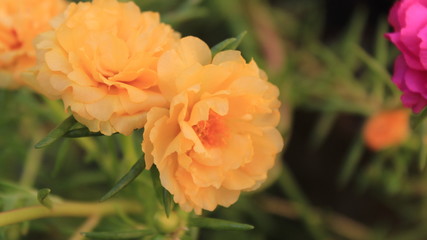 orange flower in the garden