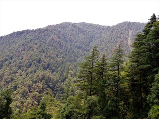 pine forest in the mountains