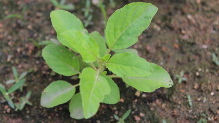 green leaves in the garden