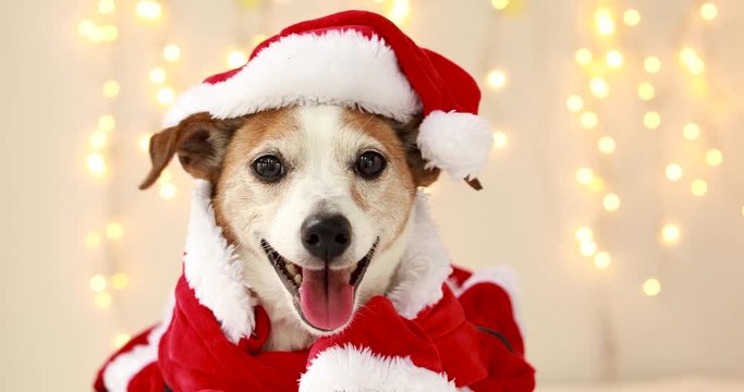 Christmas dog jack russell terrier smiling in santa costume on background with lights from garland
