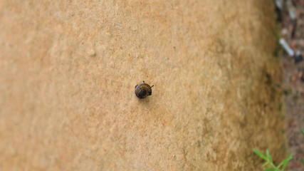 Shells on the wood next to the house