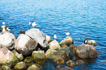 seagull on the rocks