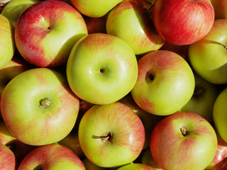 Lots of ripe green, red apples. View from above. Warm sunlight. Close-up