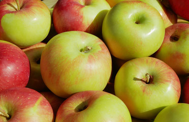Lots of ripe green, red apples. View from above. Warm sunlight. Close-up