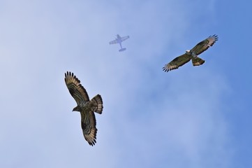 Bussarde und Flugzeug an einem blauen Himmel