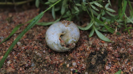 close up of a snail shell