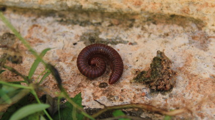 close up of a snail on the ground