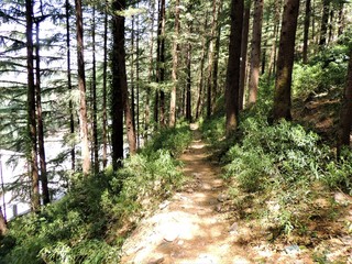 trail within the pine forest