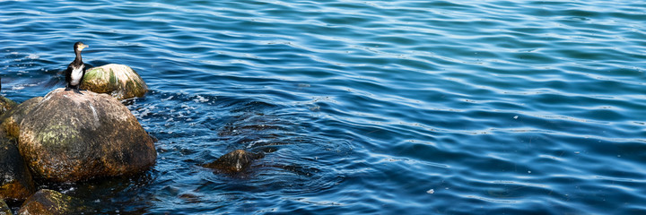 Cormorant bird on th the rock after diving into water 