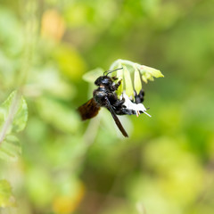 blue-black carpenter bee