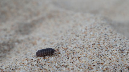 A Woodlouse walking on the sand.