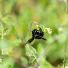 blue-black carpenter bee