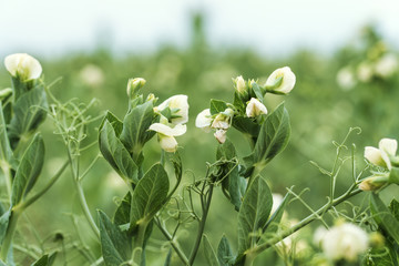 Blooming pea, field of young shoots and white flowers