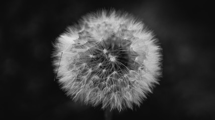 dandelion on black