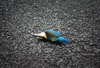 Kingfisher hit by car lying on the road, New Zealand