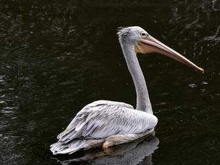 A lone Pink-backed Pelican, Pelecanus rufescens, looking for food in a large pond