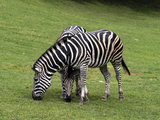 Obraz na płótnie Canvas Two Damara zebra, Equus burchelli antiquorum, advancing together on pasture