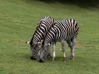 Fototapeta na wymiar Two Damara zebra, Equus burchelli antiquorum, advancing together on pasture