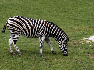 Obraz na płótnie Canvas The Damara zebra, Equus burchelli antiquorum, has another, less distinct between the stripes