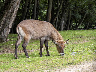 The Waterbuck, Kobus ellipsiprymnus, is a large African antelope, staying by the water