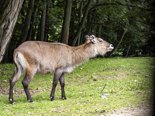 The Waterbuck, Kobus ellipsiprymnus, is a large African antelope, staying by the water