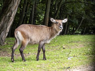 The Waterbuck, Kobus ellipsiprymnus, is a large African antelope, staying by the water