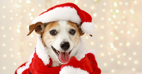 Christmas dog jack russell terrier smiling in santa costume on background with lights from garland
