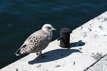 seagull on the pier