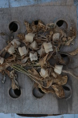 dried green mustard seeds in the garden