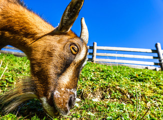 nice goat at the european alps