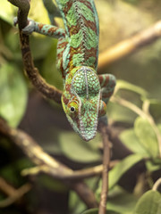 Portrait of a Panther chameleon, Furcifer pardalis, which belongs to the large chameleons
