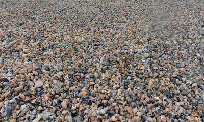 Shells of many types and sizes are found on beach in New Zealand.