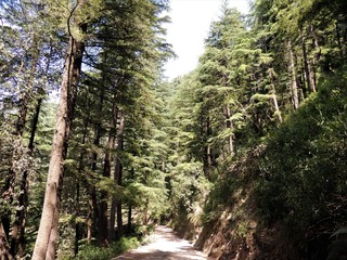 pine forests of himachal pradesh
