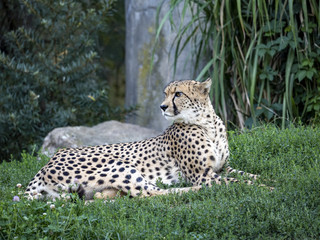 Cheetah, Acinonyx jubatus, lies on the grass and observes the surroundings