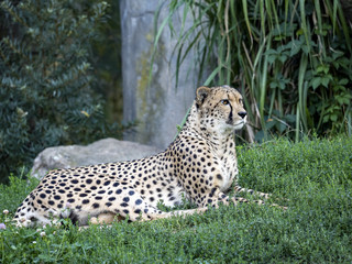 Cheetah, Acinonyx jubatus, lies on the grass and observes the surroundings