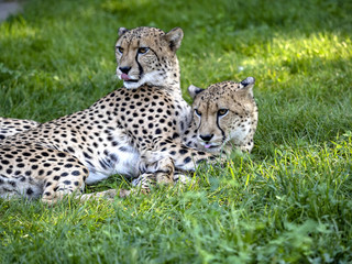 Naklejka na ściany i meble A pair of Cheetah, Acinonyx jubatus, taking care of each other's fur