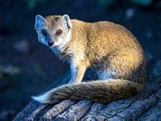 Yellow mongoose, Cynictis penicillata, is a very agile African beast, living in earth burrows