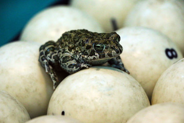 spotted green frog on  pool table with old dirty billiard balls and shabby dusty green cloth. the concept of foul play, toad of greed and meanness in the game of billiards.