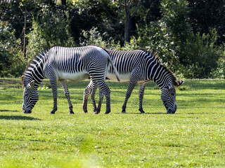 Fototapeta na wymiar A small herd of Grevy's zebra, Equus grevyi, grazing