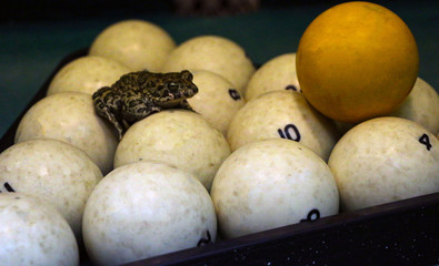 spotted green frog on  pool table with old dirty billiard balls and shabby dusty green cloth. the...
