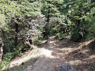 trail in the forest