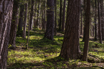 Fototapeta premium beautiful forest with trees and plants on the floor