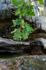 great route path 13 - Larchant - France