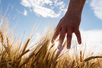 The hand touches the ears of barley. Farmer in a wheat field. Rich harvest concept