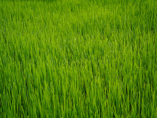 green grass background
