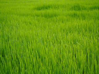 green rice field