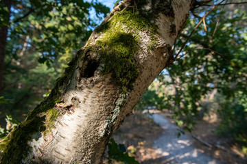 great route path 13 - Larchant - France